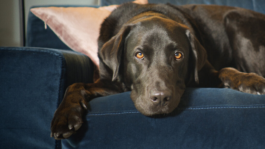 Netflix dog food clearance documentary