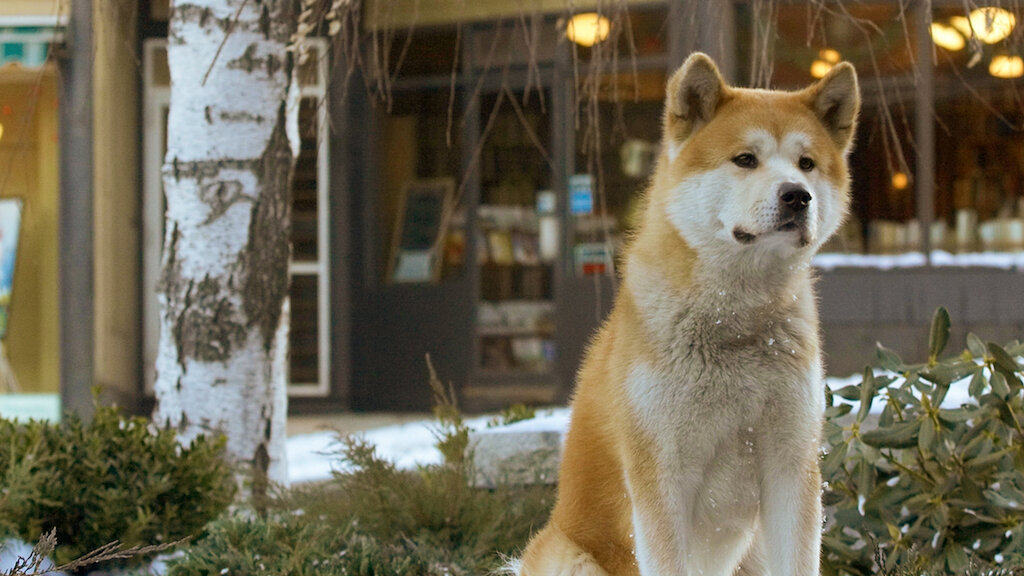 Watch Hachi A Dog s Tale Netflix