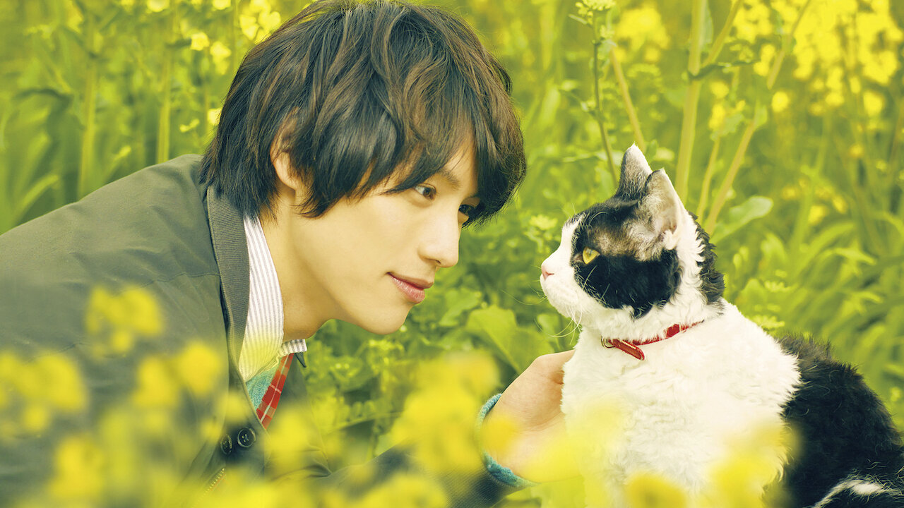 旅 猫 リポート