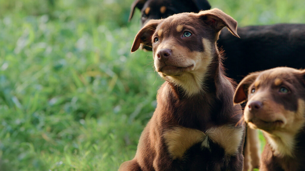 New dog store show on netflix