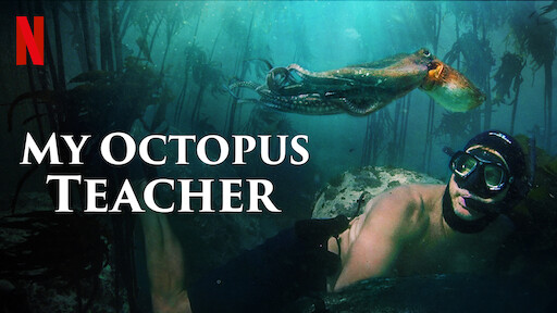 Watch My Octopus Teacher Netflix Official Site