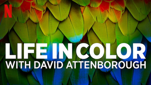 Watch Life in Color with David Attenborough | Netflix Official Site