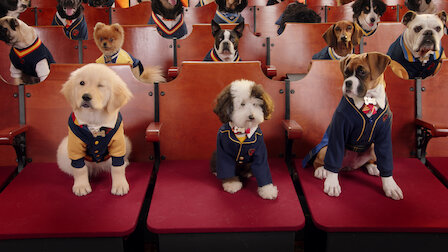 Netflix sales puppy show