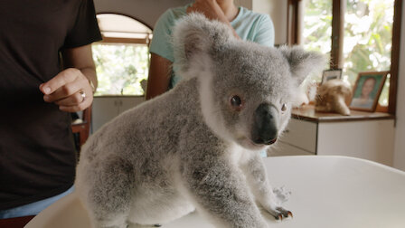 Watch Izzy S Koala World Netflix Official Site