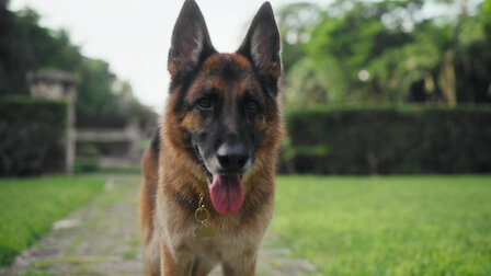 German shepherd hot sale documentary netflix