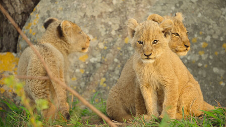 Watch Wild Babies | Netflix Official Site