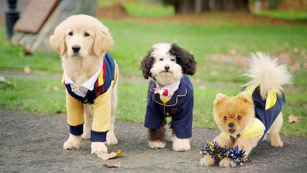 Pup Academy Netflix Official Site Pup Academy Netflix Official Site