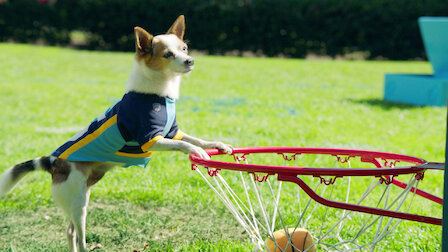 Pup Academy Netflix Official Site Pup Academy Netflix Official Site