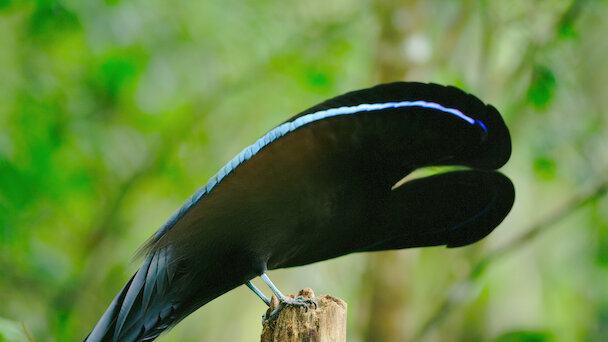 Watch Dancing with the Birds | Netflix Official Site