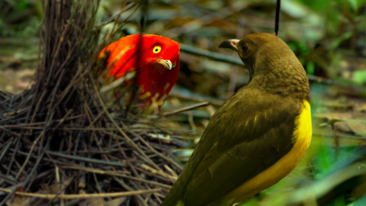 Watch Dancing with the Birds | Netflix Official Site