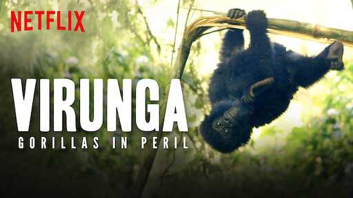 Watch Virunga Netflix Official Site